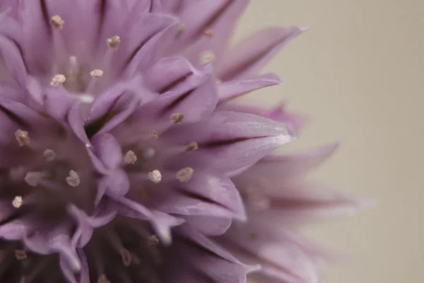 stock image Detail of violet flower