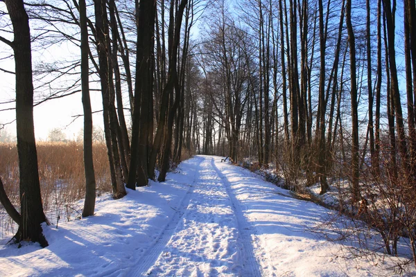 Winter land — Stockfoto