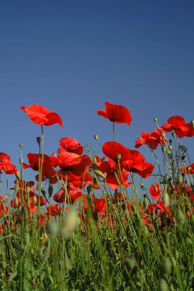 红罂粟花卉场和蓝蓝的天空 — 图库照片