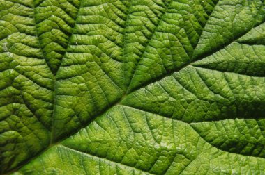 Green leaf background clipart