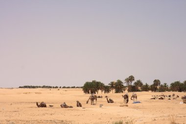 Sahara met kamelen