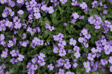 Violet flower background clipart