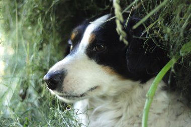 köpek başkanı