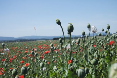 Poppy field clipart
