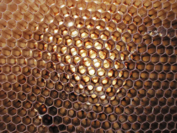 Bienenwachsstruktur ohne Honig — Stockfoto