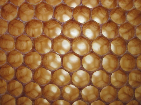 Bijenwas textuur zonder honing — Stockfoto