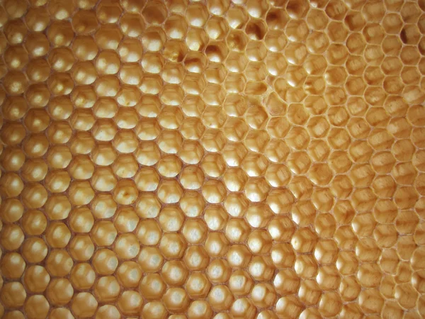 Textura de cera de abelha sem mel — Fotografia de Stock