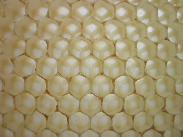 Texture de cire d'abeille sans miel — Photo