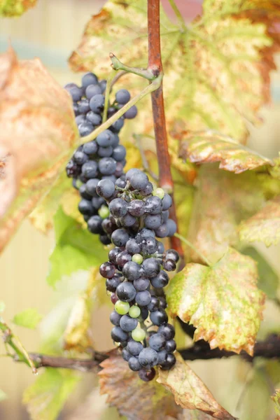 Uvas vermelhas no outono — Fotografia de Stock