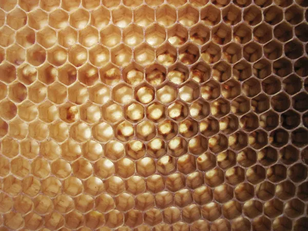 Fond de cire d'abeille — Photo