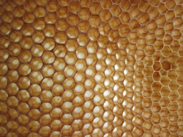 Κερί μέλισσας φόντο — Φωτογραφία Αρχείου