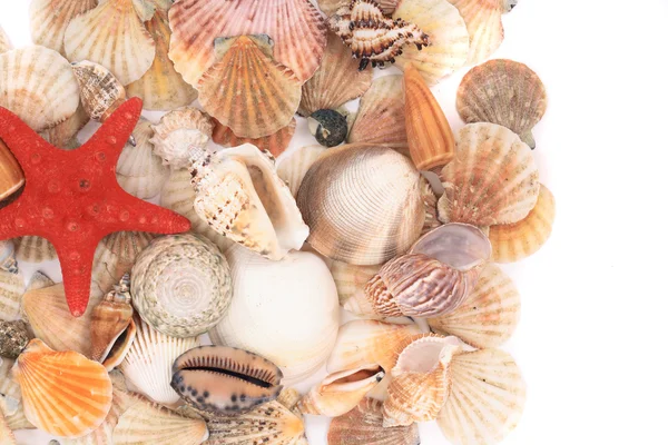 Shea shells — Stock Photo, Image