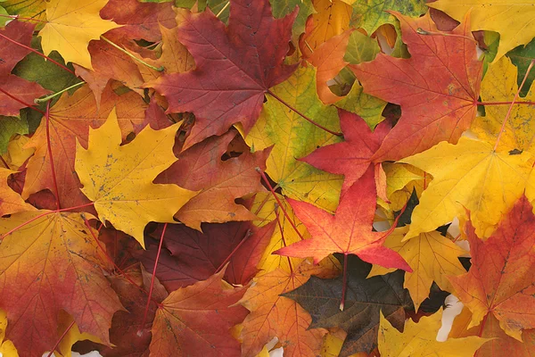 Цвет листьев — стоковое фото