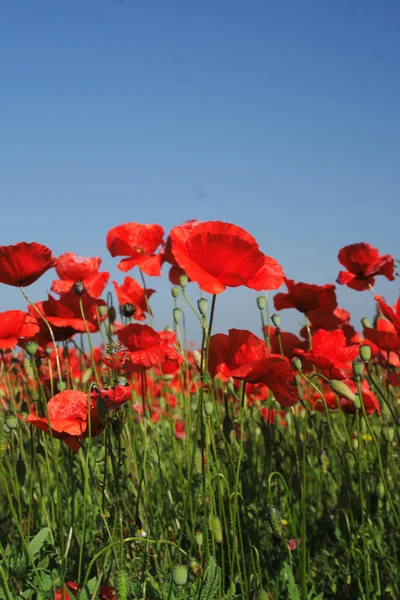 Nice red poppy field — Stock Photo, Image