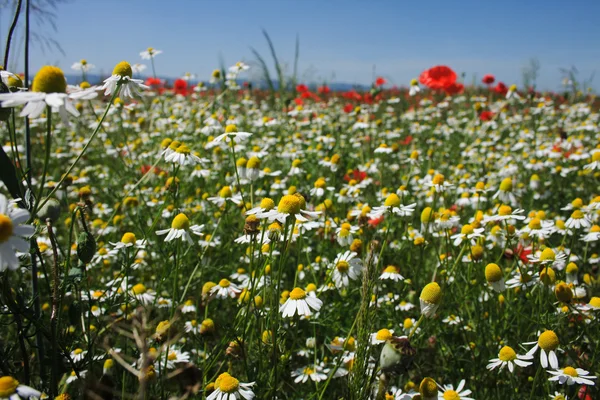 stock image Nice white chamomile field