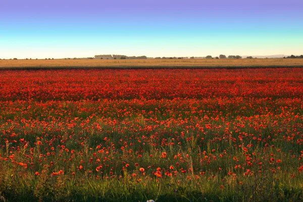 Bel campo di papavero rosso — Foto Stock