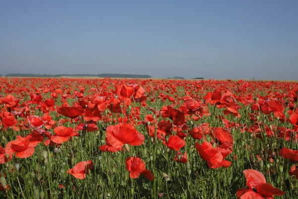 Poppy flower field — Stock Photo, Image