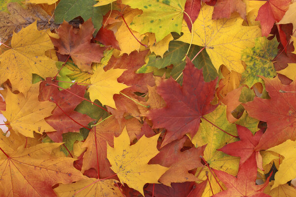 Color autumn leaves