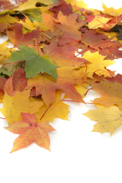 Цвет осенних листьев — стоковое фото
