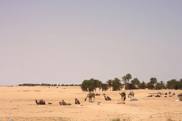 Sahara with camels — Stock Photo, Image