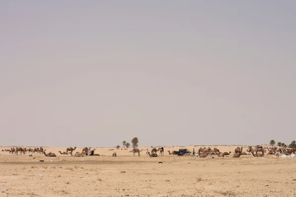Sahara met kamelen — Stok fotoğraf