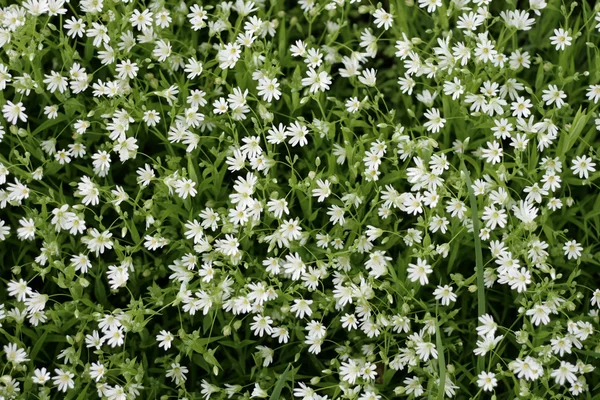 Beyaz çiçek arka plan — Stok fotoğraf
