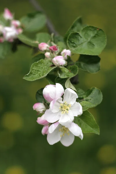 Kwiat białego jabłka — Zdjęcie stockowe