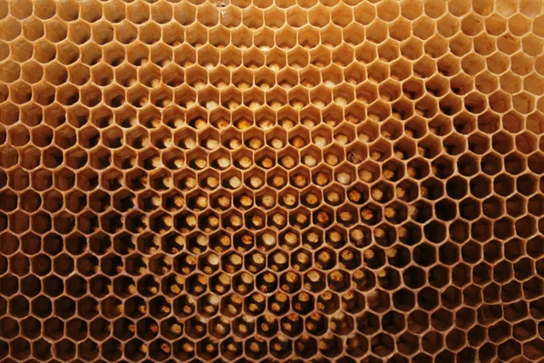 蜂蜡 wirhout 蜂蜜 — 图库照片
