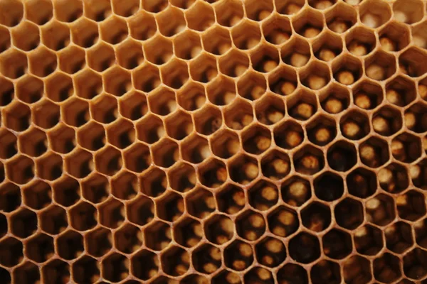 Bijenwas wirhout honing — Stockfoto