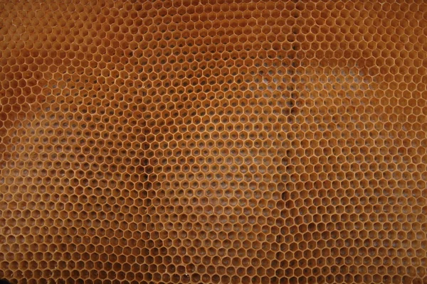 Miel de cire d'abeille — Photo