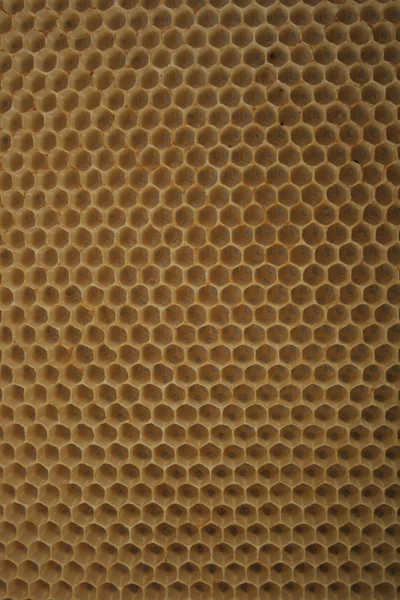 蜂蜡 wirhout 蜂蜜 — 图库照片