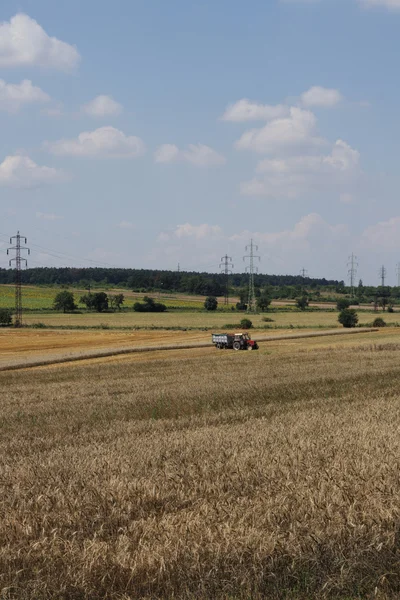 stock image Golden corn and open country