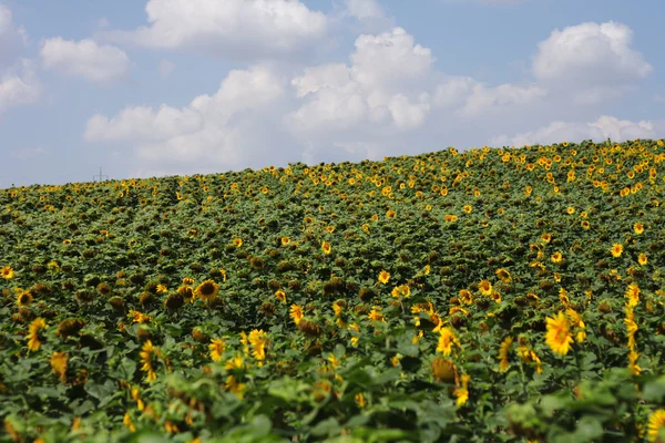 stock image Sunflowers field