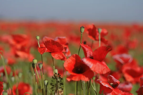 Poppy flower field — Stock Photo, Image