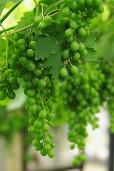 Whhite grape — Stock Photo, Image