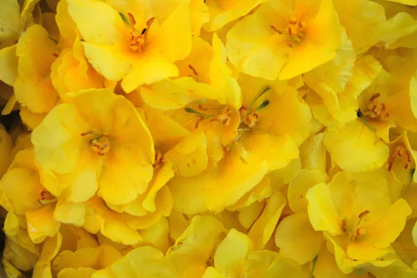 一枝黄花背景 — 图库照片