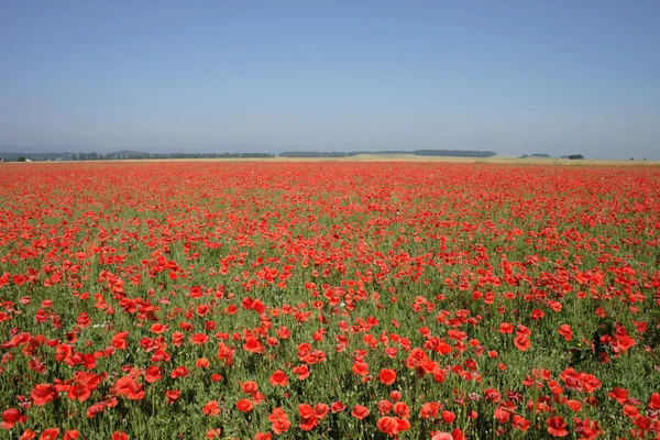 Red poppy flower field — Stock Photo, Image