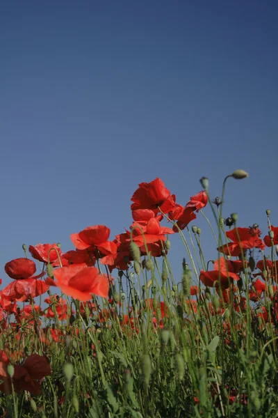 Red poppy flower field — Stock Photo, Image