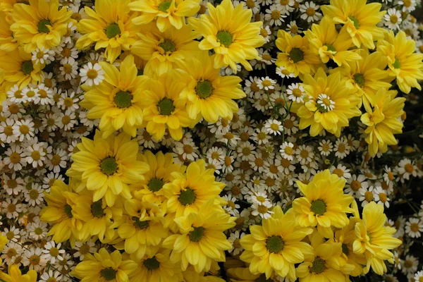 Žlutý květ pozadí — Stock fotografie
