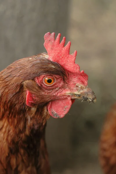 Head of red chicken — Stock Photo, Image
