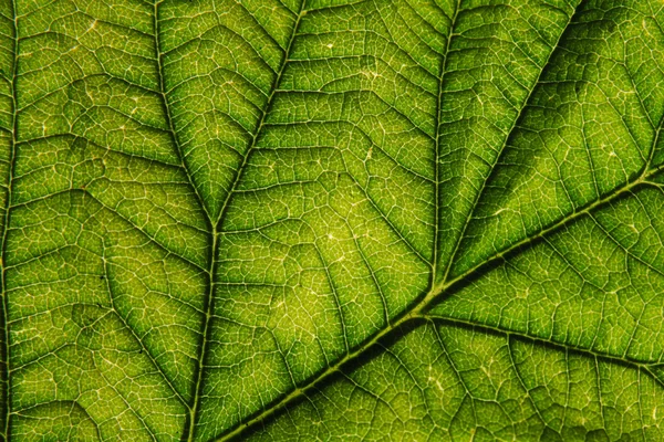 Зелений лист фону — стокове фото