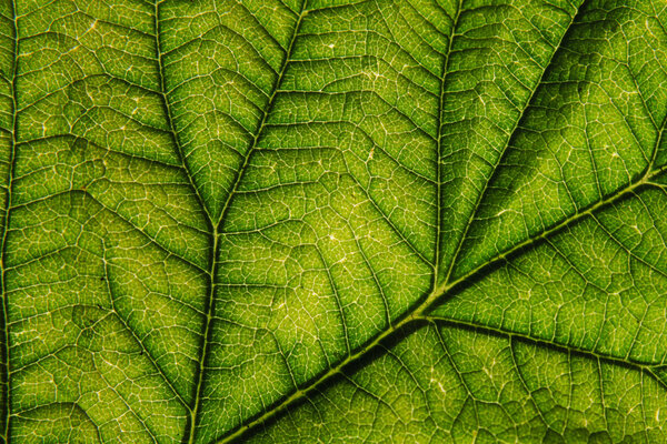 Green leaf background as very nice natural background