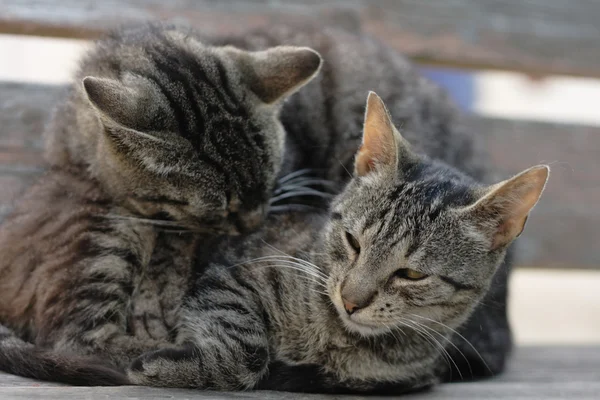 Twee katten — Stockfoto