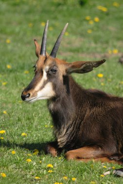 Chamois