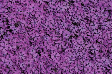 Violet flower background clipart