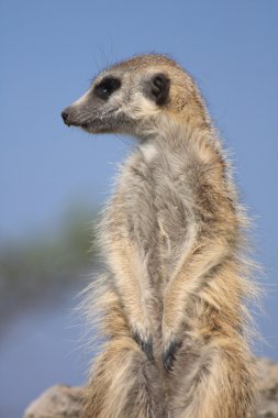 suricata