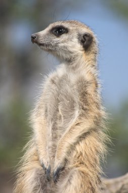 suricata