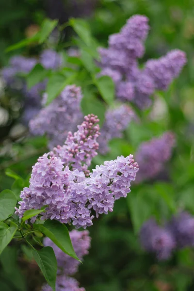 stock image Violet flower