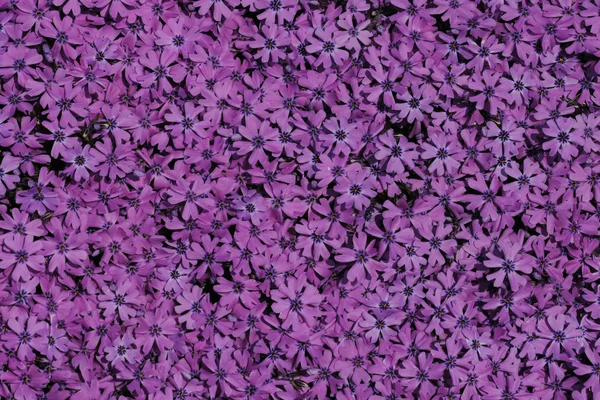 Violette Blume Hintergrund — Stockfoto