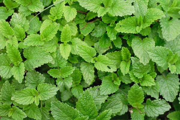 Green mint — Stock Photo, Image